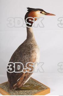 Bird whole body reference 0002